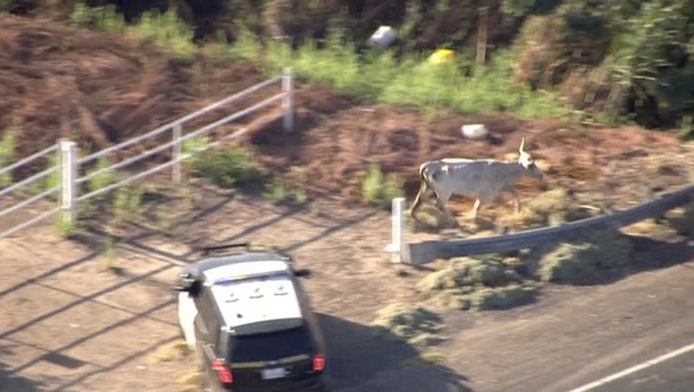 3b8ac80d-TX402-T cow chase_KTVU73bd_146.mxf_00.00.21.04_1538263191961.png.jpg
