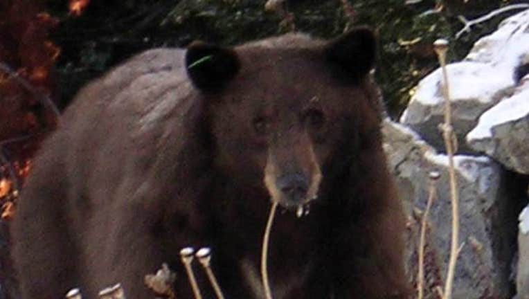 0fedd0b8-Tahoe-Bears_1441751075187.jpg