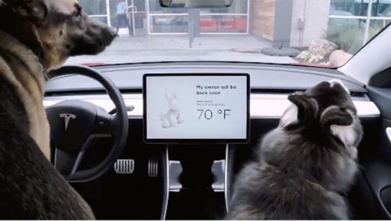 Tesla unveils 'Dog Mode' and new feature to minimize car break-ins