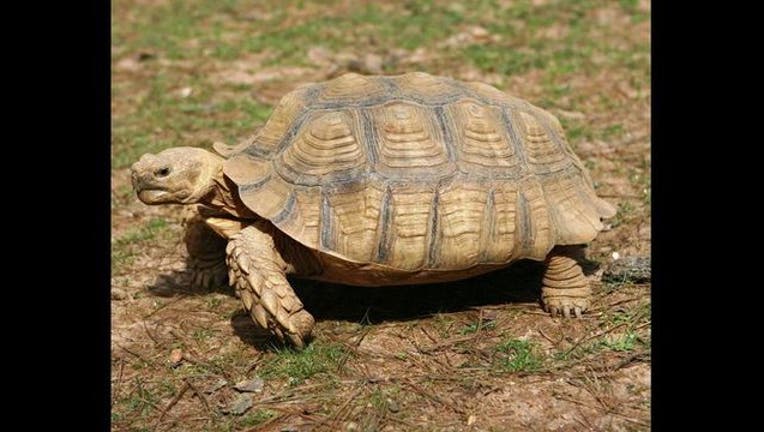 Turtle на русский. Африканская шпороносная черепаха. Geochelone sulcata. Сухопутная черепаха шпороносная. Африканская сухопутная черепаха.