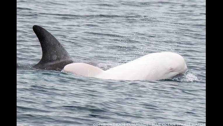 3d49c7d1-albino dolphin_1443812855550.jpg