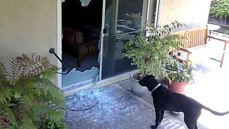 9fb1d1f3-animal cruelty_1441395548412.JPG