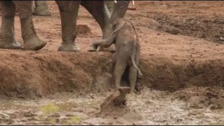 ee476310-baby elephant_1448999653270.jpg