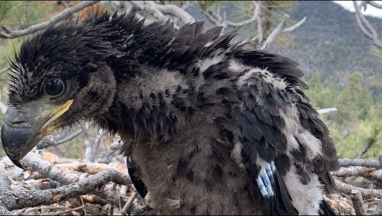 Closely Watched Bald Eagle Chick In Big Bear Dies Hypothermia