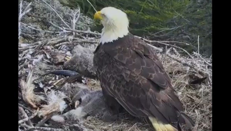 Video shows a bald eagle s reaction to earthquake