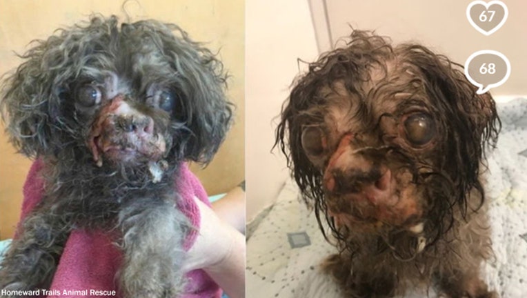 53ef71a5-Palmier-401720