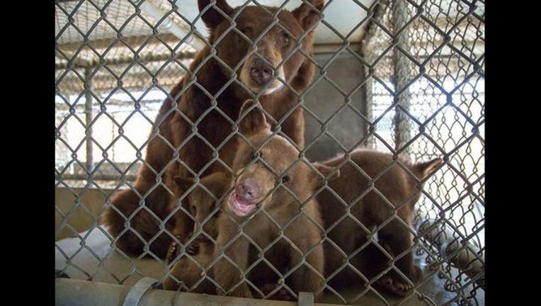 75744468-bears_1497627278255.JPG