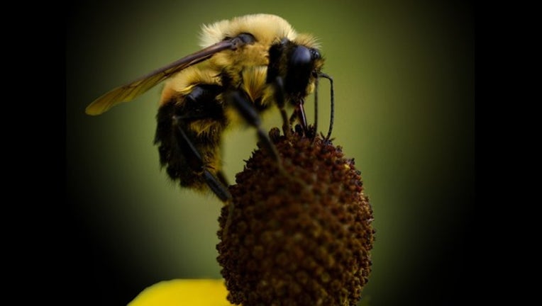 47667358-bee_1473692037070.jpg