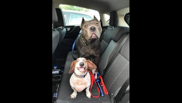 0b7e4c43-blind dog_1528142864334.jpg.jpg