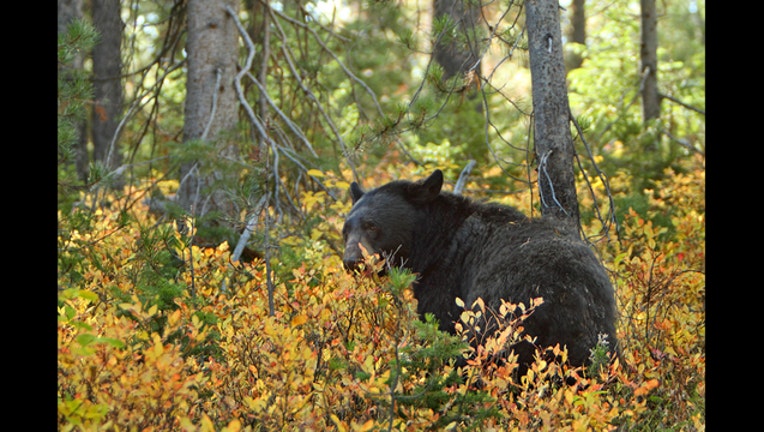 702f74a8-blk bear_1511759554078.jpg