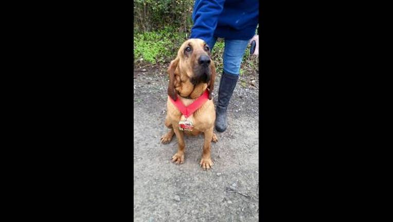 6069e2b4-bloodhound_1453766086978.jpg