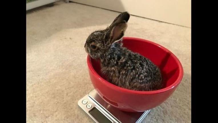 0409a272-bunny_new_1492177031971.JPG