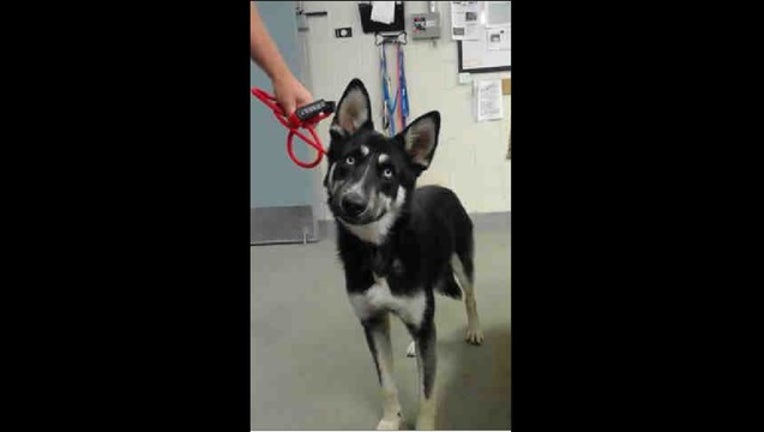 fa49bded-carabiner dog_1566667029088.png.jpg