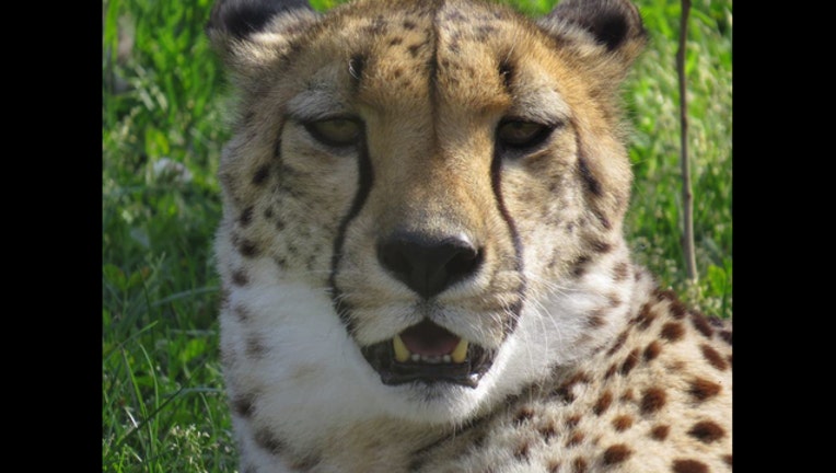 658788d0-cheetah-head_1520400238856.jpg