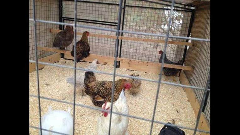 9521443d-chickens_2_1442886365606.jpg