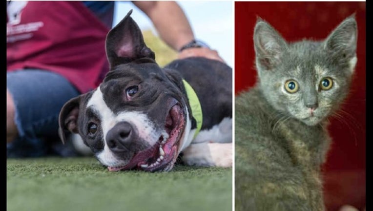 1bd26bcc-co co county dog and cat_1536627413431.PNG.jpg