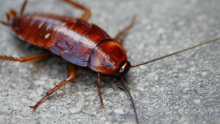 cockroach_1473866070491-404023.jpg