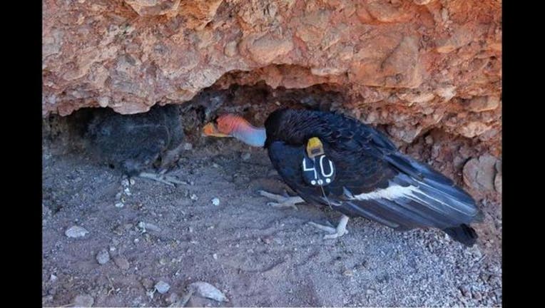 91b00461-condor chick_1476365850602.JPG