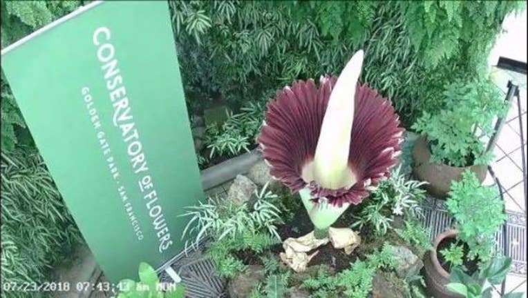 fe3fb7c7-corpse flower_1532357064488.JPG.jpg
