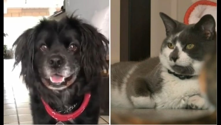 ce527cdf-dog vs cat_1529444731336.PNG.jpg