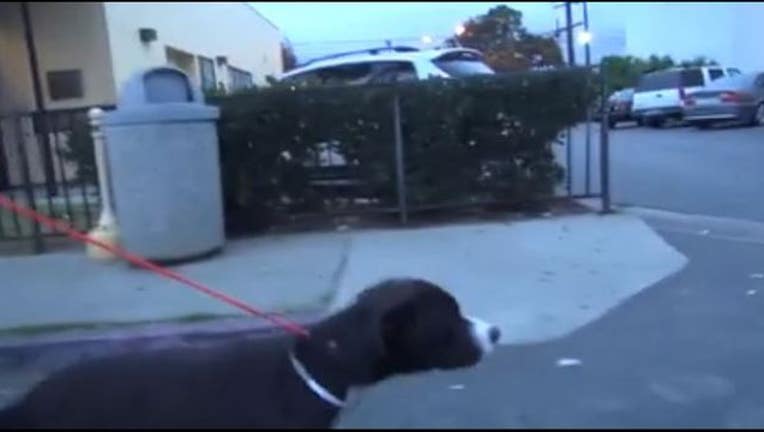 3ca4cbc9-dog_1450902782435.JPG