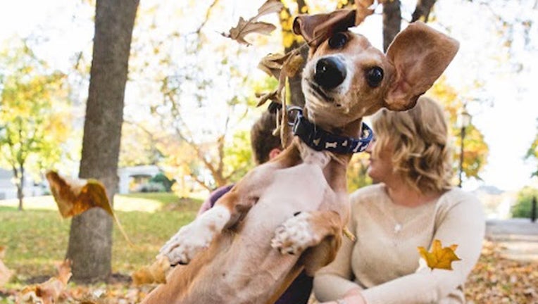 cc86fa90-dogphotobomb_1446041472859-408200.jpg