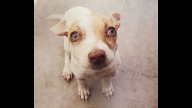 8de8725a-dogs_drugs_1464035325927.jpg