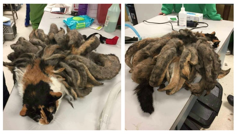 1c27b320-dreadlock-cat_1482419009396-404023.jpg
