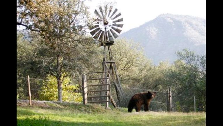 California Drought Bears_1447074651559