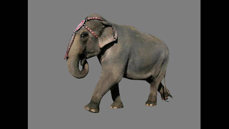 26724523-elephant_1472579305945.jpg
