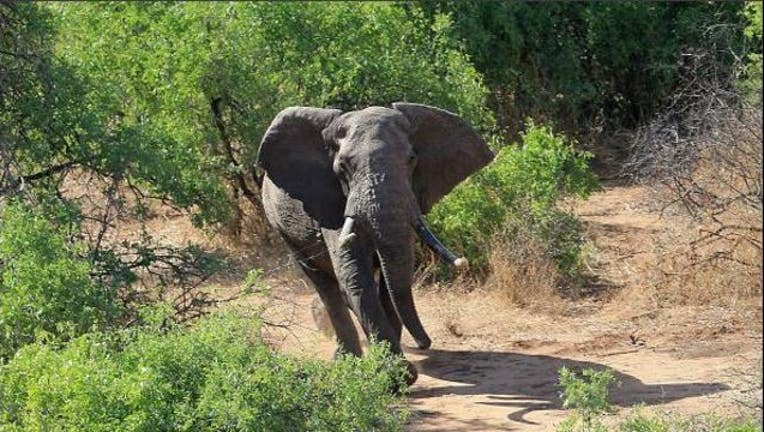 6cd43fe5-elephant_pic_new_1520356626208.JPG