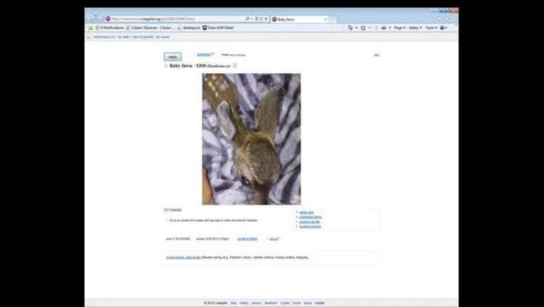 6cd3da41-fawn_1464900769523.jpg
