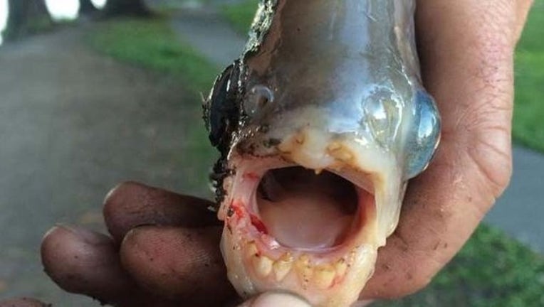 aa5ca4b4-amazonianfish_1440437771106.JPG