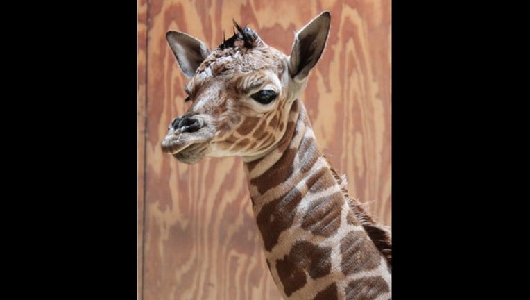 d269f8ea-Baby giraffe born at San Francisco Zoo