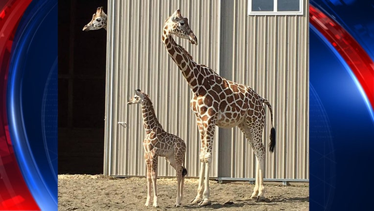 8b395b67-giraffes_1494856438398-401385.jpg