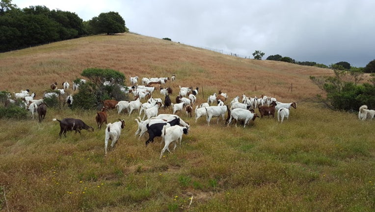 e7cc9dcb-goats_1527529766821.jpg
