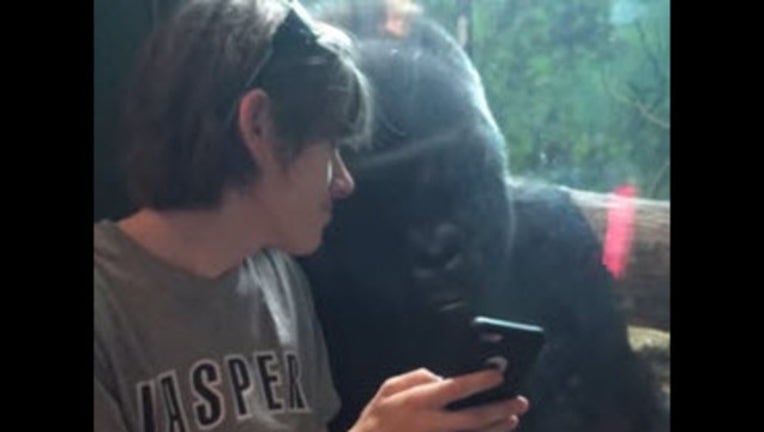 gorilla_1441905868875.jpg