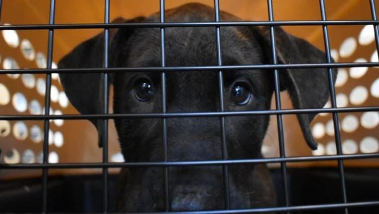 cd7a2dcd-greenville_humane_society_dorian_rescue_1567496448917-402429.jpg