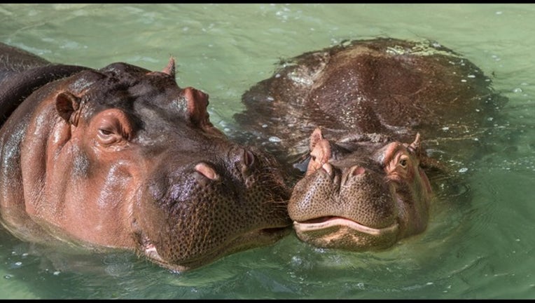 2d292f8f-hippos la zoo_1534270267044.PNG.jpg