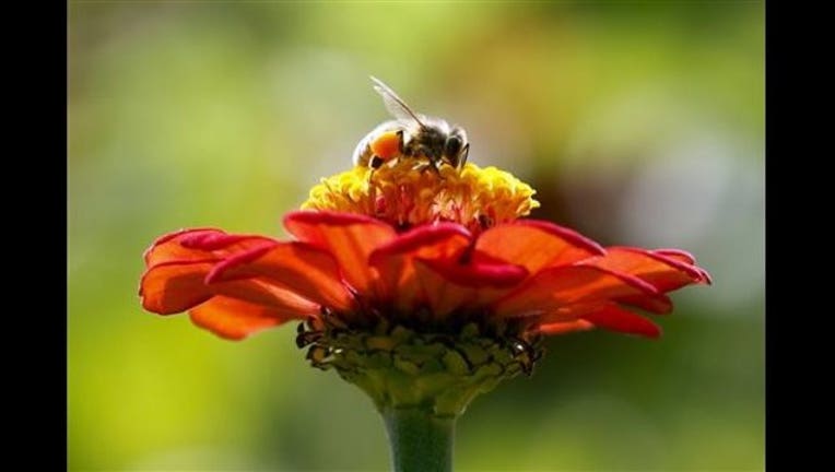 2c322d2e-ZomBee Watch_1444393561934