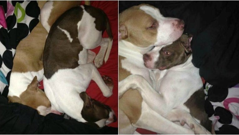 hugging dogs in need of home_1449849139919-404959.jpg