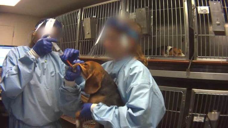 e31cc956-humane-society-wjbk-beagles-lab-testing-031419_1552578898751-65880.jpg