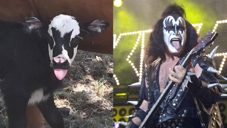 611a1082-kiss calf_1501623342878-401385.jpg