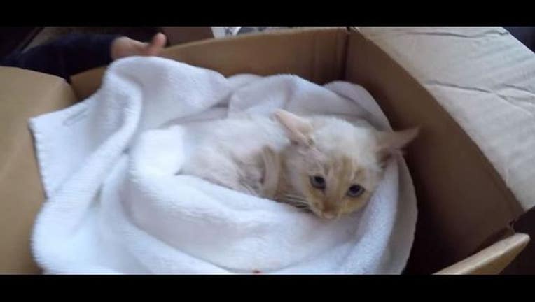 7a0b7b03-kitten-rescue_1449174581443.jpg