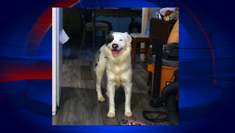 321ac64c-merrit-island-dog-rescue_1484797075957-402429.jpg