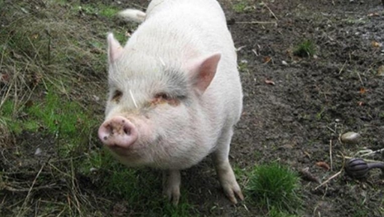 f800f35a-molly_pig_adopted_killed_eaten_022618_1519667304661-401096.jpg