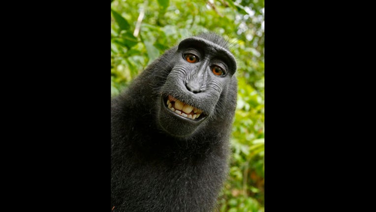 Monkey takes selfie_1499899646223