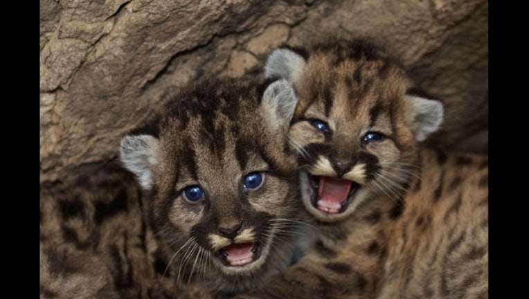 4d9f4d25-mountain lion kittens_1452810691370.jpeg