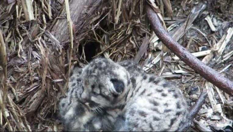 a04e4581-mountain_lion_cub_1491942402365.JPG
