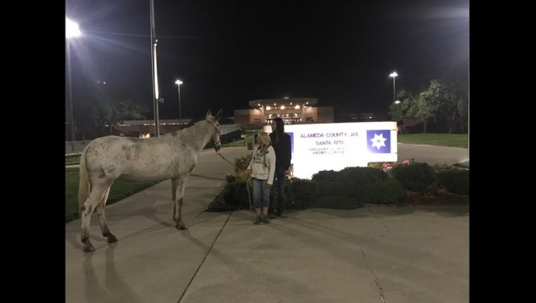 3b5763ce-mule_1504219761389.jpg